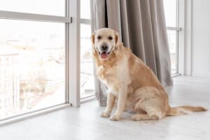 Barulho de cachorro: quando gera multa no condomínio