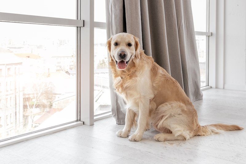 Barulho de cachorro: quando gera multa no condomínio